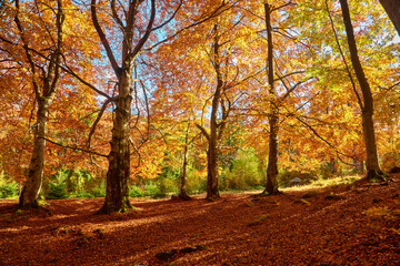 Fototapeta premium Amazing mountain landscape with colorful vivid sunset on the cloudy sky, natural outdoor travel background.