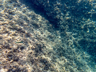 Vista subacquea dell'Isola delle Sirene