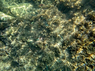 Vista subacquea del mare dell'isola delle sirene con coralli e pesci