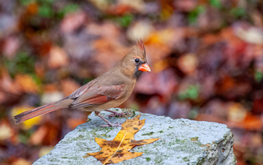 The Fall Cardinal