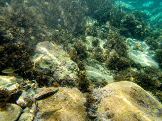 Naklejka na ściany i meble Vista subacquea dell'isola delle sirene con pesci e alghe.