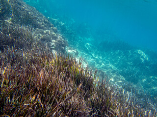 Fototapeta na wymiar Vista subacquea dell'Isola delle Sirene con alghe sul fondo