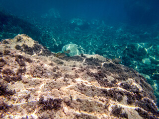 Vista subacquea del fondale marino dell'Isola delle Sirene
