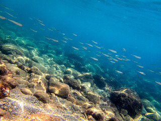 Fototapeta na wymiar Vista subacquea dell'isola delle sirene con con pesci in mare
