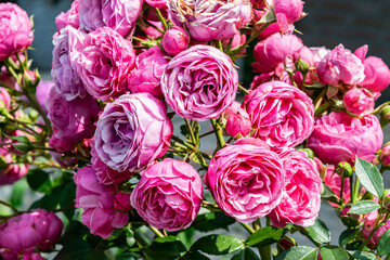 Pink purple roses close-up in the summer garden. An English shrub rose Roald Dahl (Ausowlish).