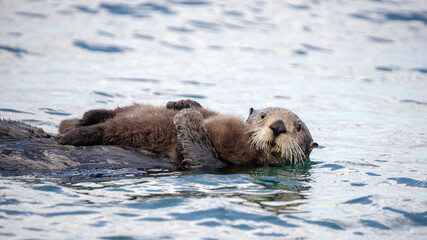 Sea otter mother holding baby on Kenai peninsula Alaska United States