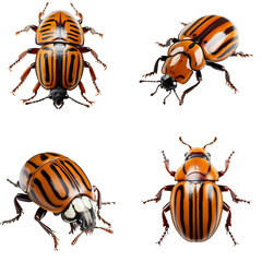 Colorado potato beetle isolated on the transparent background PNG. AI generative.