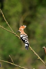 abubillas Upupa epops mes de junio © GL2706PQ