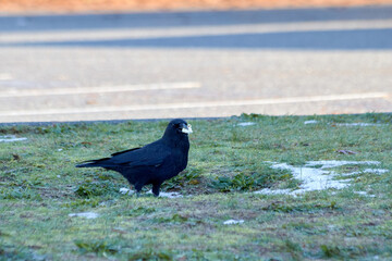 Crow Eating Popcorn