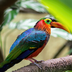 Obraz premium Vibrant tropical bird with colorful plumage perched on a branch