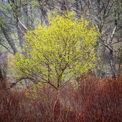 Fototapeta premium autumn tree in the park