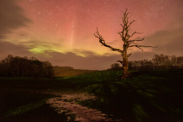 Lone tree in a field with pillars of light and the Aurora Borealis 