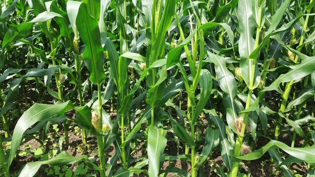 Flying beside the corn