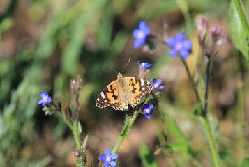 A beautiful butterfly sits on a flower with a park on a blurry background