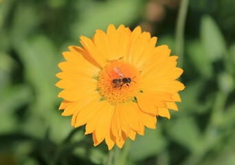 A bee on a yellow flower in a park on a blurry background
