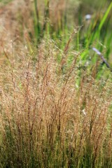 Decorative sedge in the park in summer