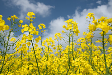 Bright yellow rapeseed grows in a field. In the background the blue sky with white clouds