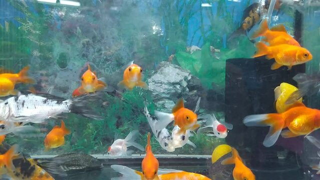 Colorful Japanese Kinguio Goldfish, Oranda Goldfish in the aquarium.