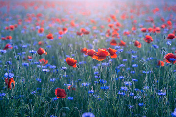 Fototapeta na wymiar Czerwone kwiaty, maki na polanie, relaks i wypoczynek na łące