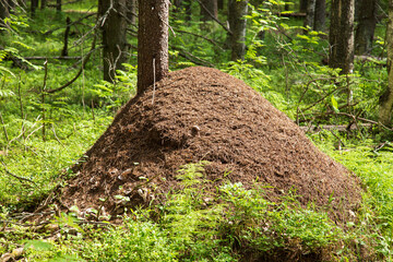 An anthill in the forest on a summer day.Landscape with an anthill in the forest. - obrazy, fototapety, plakaty