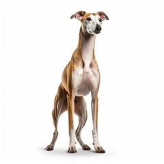 Obraz na płótnie Canvas Standing Greyhound Dog. Isolated on Caucasian, White Background. Generative AI.