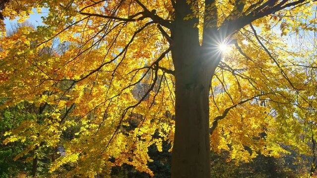 Autumn leaves on the sun. Fall tree background. 