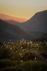 Cotton grass in the mountains at sunrise