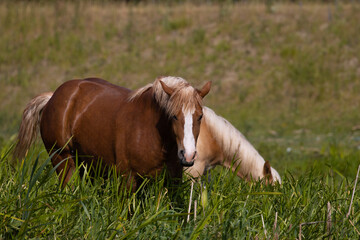 horse on the meadow, Poland