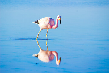 Fototapeta na wymiar Flamingo in the Water
