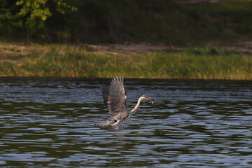 Heron with a fish in its beak, hunting by the water, Bug river in Poland