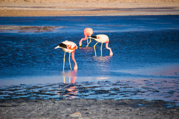group of flamingos in water