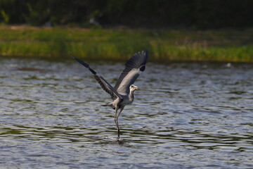 Gray heron on the Bug river in Poland