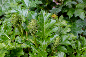 Acanthus balcanicus, is an endemic herbaceous perennial plant.