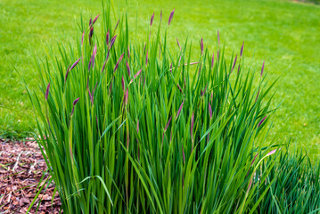 Imperata cylindrica, commonly known as cogongrass or kunai grass