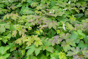 Rodgersia is a genus of flowering plants in the Saxifragaceae family.