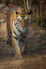 Tiger Head Shot in the forest