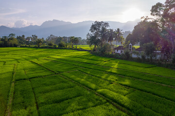 Drone Captures Breathtaking Green Rice Fields in Village