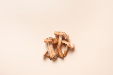 Mushrooms honey fungi pattern on beige background top view. Monochrome autumn composition flat lay.