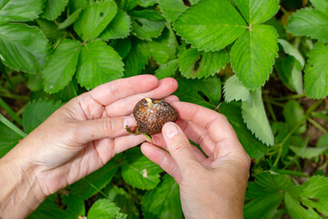 a strawberry affected by gray mold in the hands of a gardener. Diseases of vegetables and berries