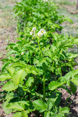 garden bed with growing green flowering tops of potatoes on a summer sunny day. Growing vegetables in the garden