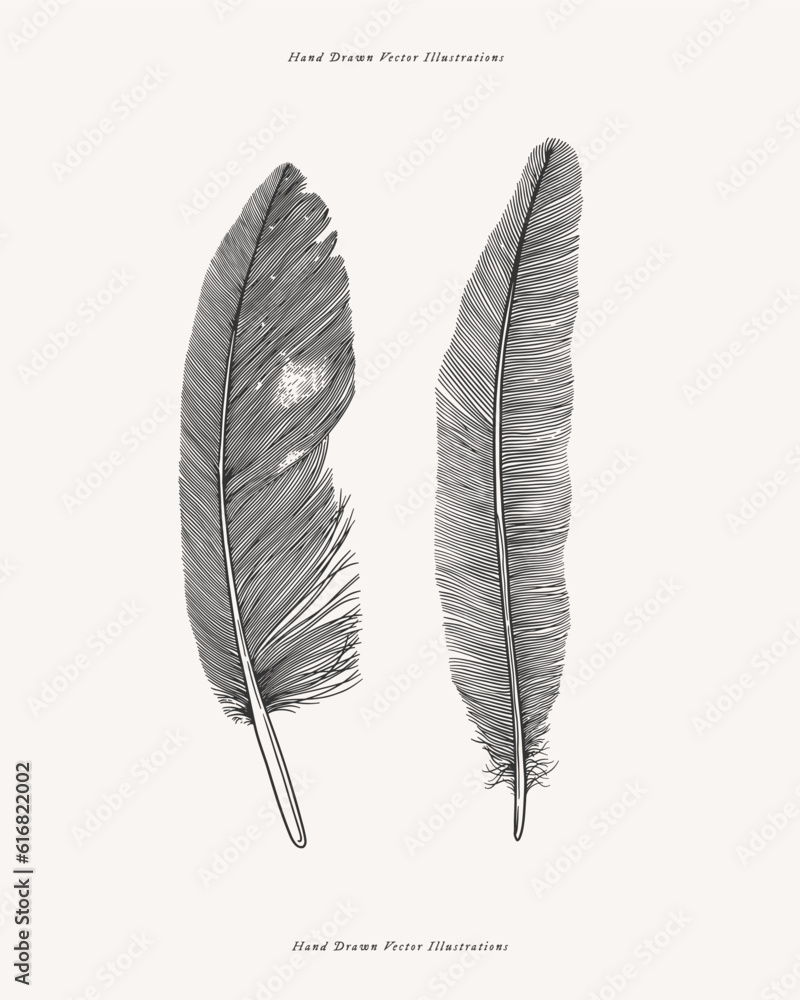 Aufkleber two bird feathers from different birds. feather drawn in the old engraving style. vector illustratio