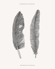 Two bird feathers from different birds. Feather drawn in the old engraving style. Vector illustration on a light isolated background.
