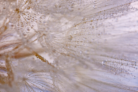 flower fluff, dandelion seed with dew dop - beautiful macro photography with abstract bokeh background