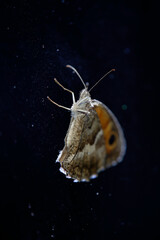 in the center of the universe