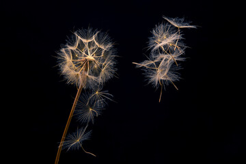 Fototapeta na wymiar dandelion seeds fly from a flower on a dark background. botany and bloom growth propagation