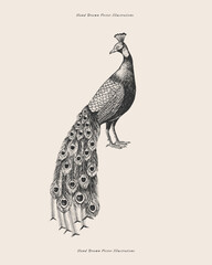 Peacock. Exotic bird in engraving style. Element for the design of postcards, books. Vector illustration on a light isolated background.