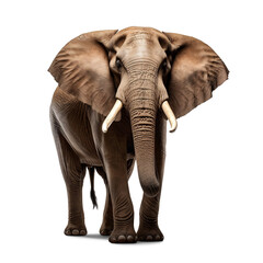 Isolated full grown elephant from the front