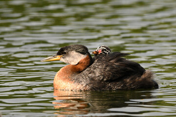 Cute funny looking baby Red-necked grebe bird rests on its parents back under the warmth and safety of its wings