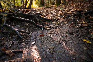 Colours of the damp forest floor