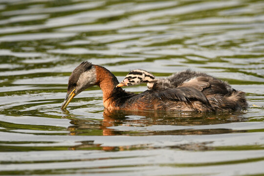 Cute funny looking baby Red-necked grebe bird rests on its parents back under the warmth and safety of its wings